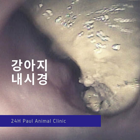  강아지 내시경, 강아지 목에 음식물이 걸렸어요, 강아지 고양이 내시경 전문 동물병원 & 성남 분당 정자동 24시 폴 동물병원, 동물의료센터