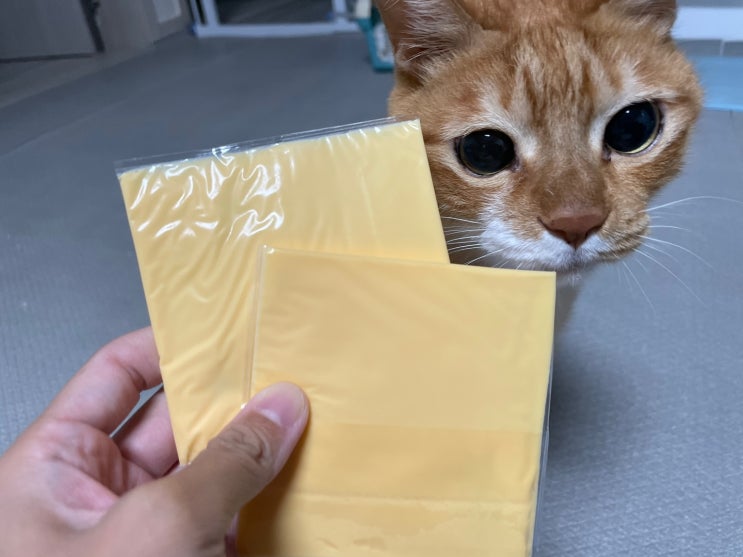 고양이 사람 먹는 치즈 급여해도 될까요