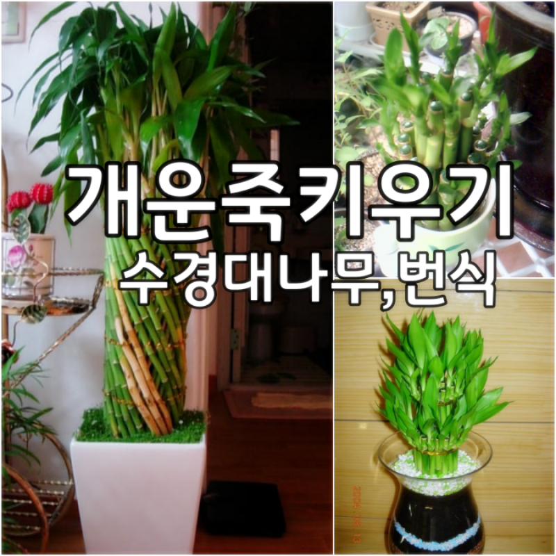 개운죽키우기 대나무(수경재배) 개운죽 화분 꽃말 잎으로 번식