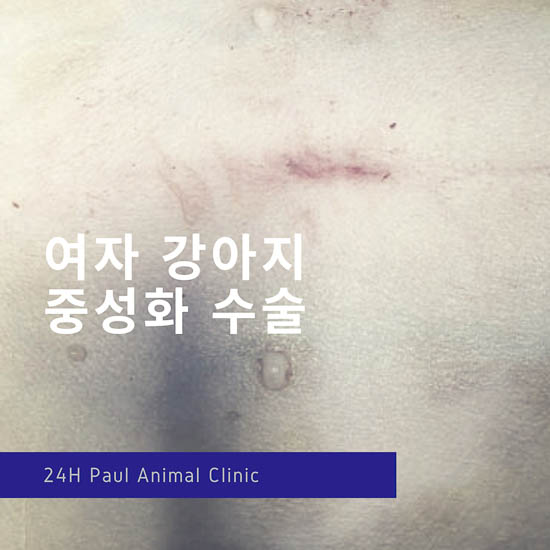  강아지 암컷 중성화, 최소절개 & 성남 분당 24시 폴 동물병원(용인, 광주, 오포, 죽전, 광교, 수원, 판교)