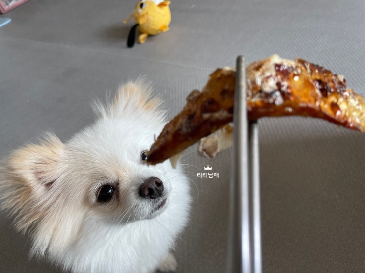  오메가3 풍부한 고등어 생선, 강아지가 먹어도 되나요