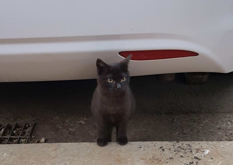  고양이 꿈 해몽 15가지, 새끼 고양이 꿈, 큰 고양이 꿈이 의미하는 것은?