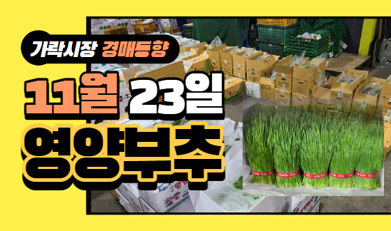 [경매사 일일보고] 11월 23일자 가락시장 "영양부추" 경매동향을 살펴보겠습니다!