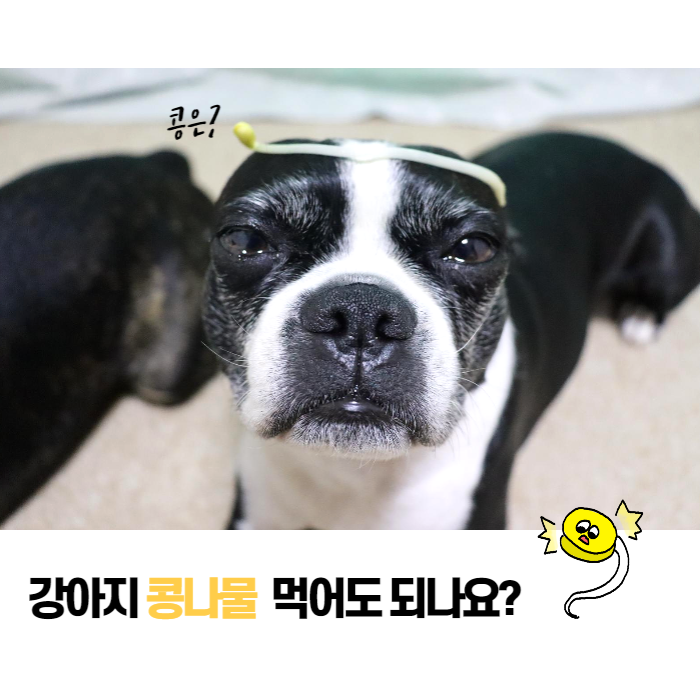  강아지 콩나물 콩 먹어도 되나요?(궁합 좋은 북엇국)