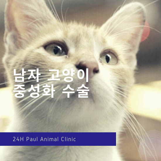 고양이 수컷 중성화 수술 & 성남 분당 24시 폴 동물병원