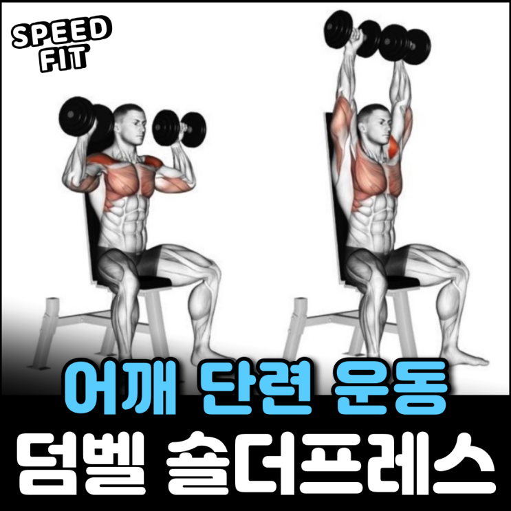  [판교역PT,판교역헬스] 어깨 단련 운동! 덤벨 숄더프레스