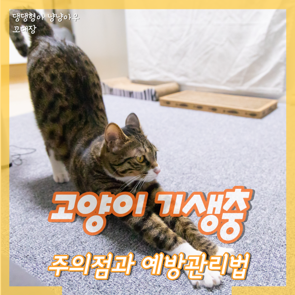  고양이 기생충 회충, 구충제 주의점과 예방관리법