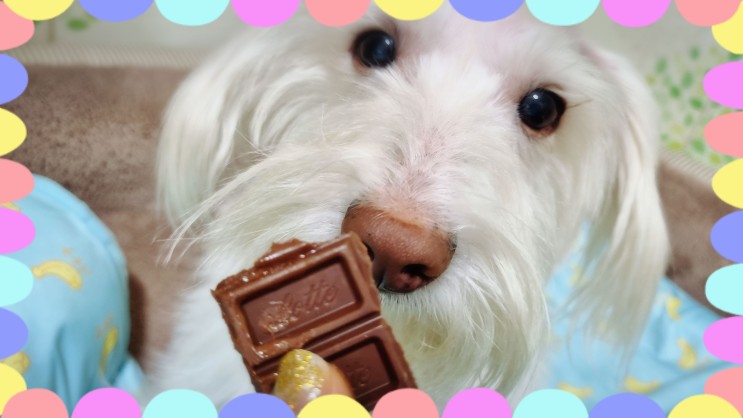 강아지 초콜릿 먹었을때 치사량 중독 증상 소량도 위험한 이유