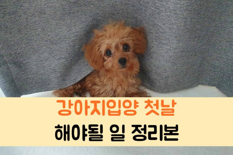  강아지 입양 첫날 할일