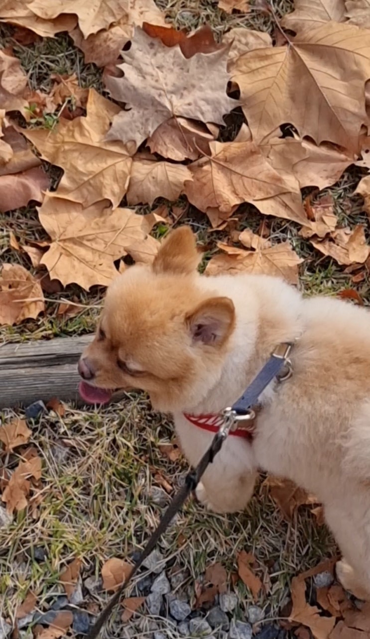  오늘도 열심히 산책하는 사랑이