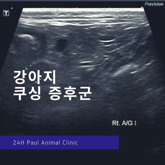  강아지 쿠싱 증후군(부신 피질 기능 항진증), 물 많이 먹고 소변 많이 보는 증상, 강아지 호르몬 검사, 진료 & 분당 24시 폴 동물의료센터, 정자동 위치