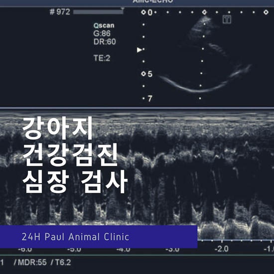  강아지 건강검진, 심장 초음파 검사, 종합 혈액 검사 & 분당 24시 동물병원, 폴 동물병원, 정자동 위치