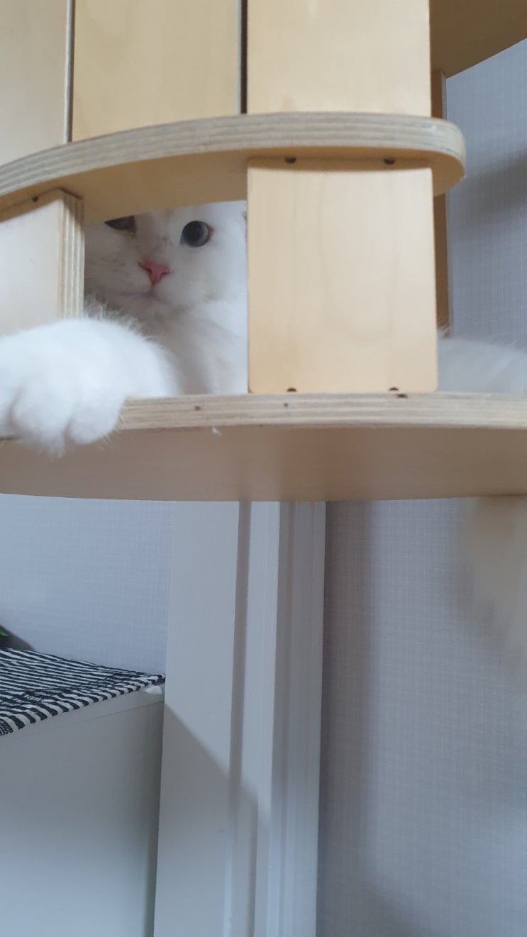  고양이 나이 계산기/우리 주인님 나이는 몇 살?