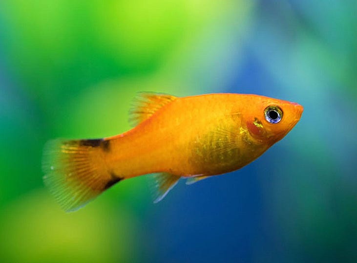 가장 인기 있는 민물 수족관 물고기