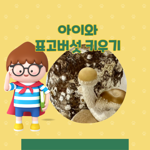  아이와 유기농 표고버섯키트 키우기와 표고버섯냉동보관법