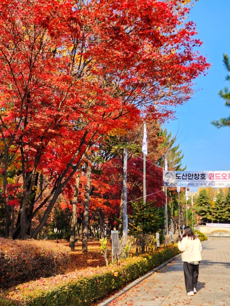  [서울단풍구경] 압구정 도산공원 산책 1편, 시골쥐자매의 단풍 관람기