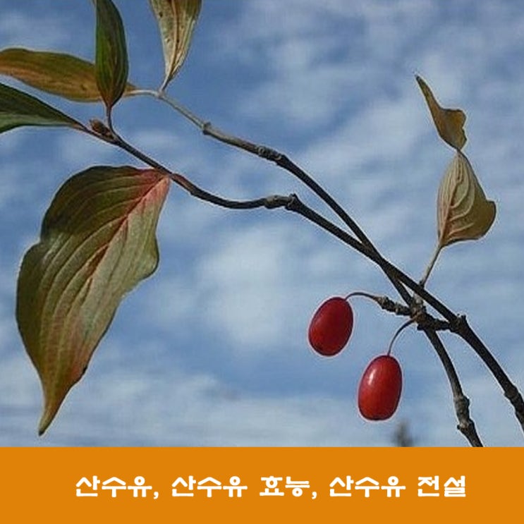  산수유, 산수유 효능, 산수유 전설
