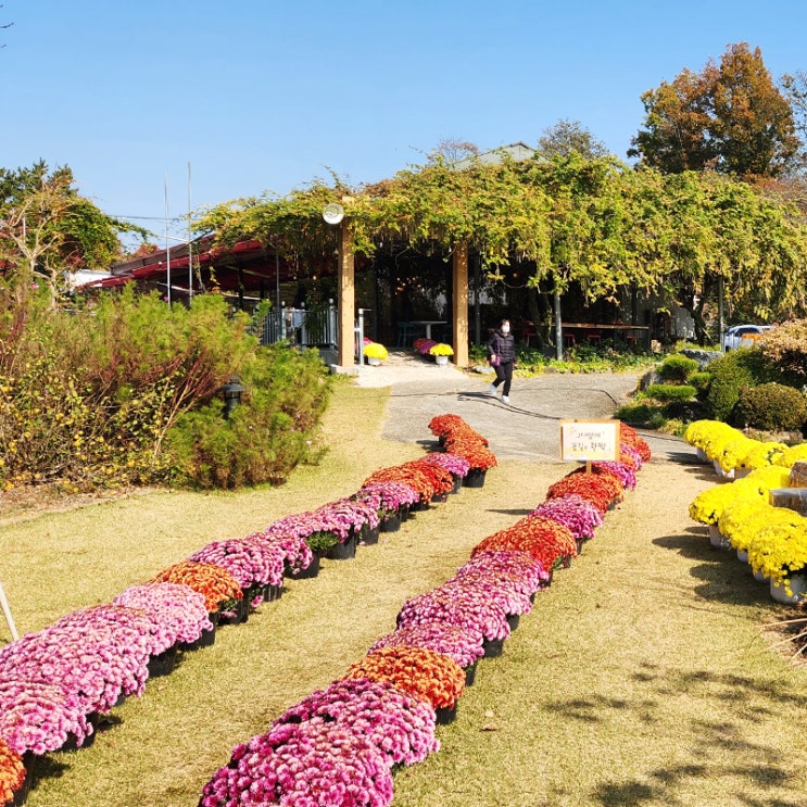 군산 정원 카페, 모예의 정원 후기