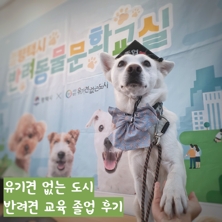 반려견 교육 5주간의 값진 시간 그리고 졸업식 반려견 교육 5주간의 값진 시간 그리고 졸업식