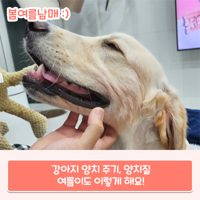  강아지 양치 주기와 양치질 방법 총정리!