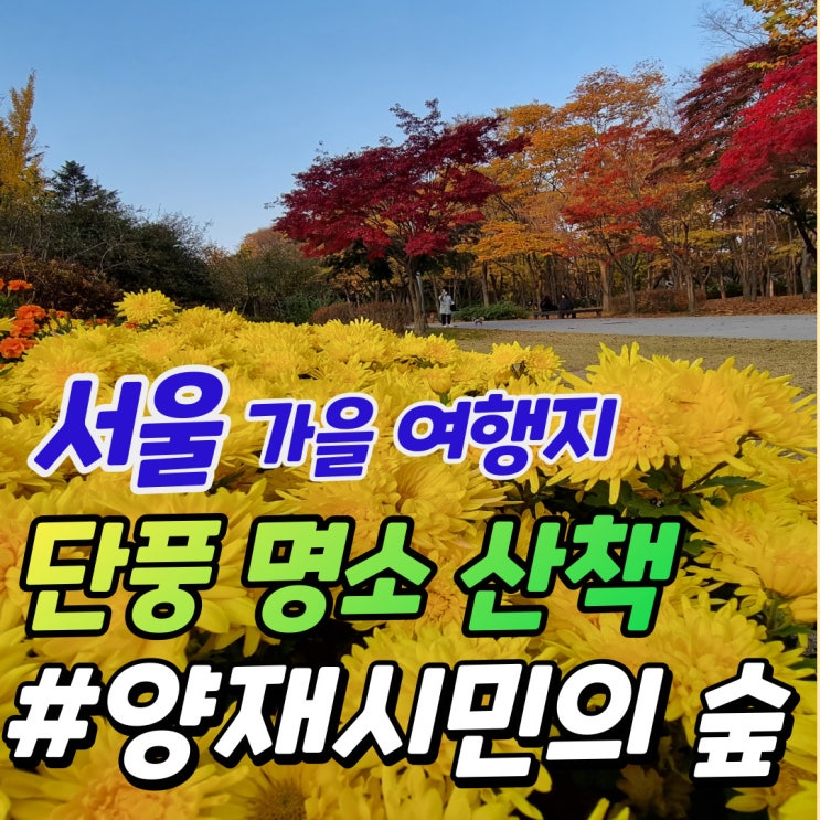 서울단풍 명소 11월 매헌 시민의 숲(구 양재시민의 숲) 가을 여행