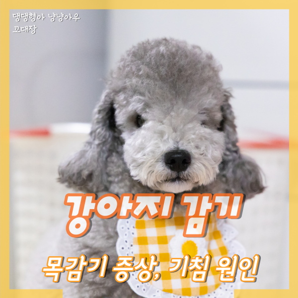  강아지 목감기 증상, 기침이 심한 경우 원인과 관리 방법