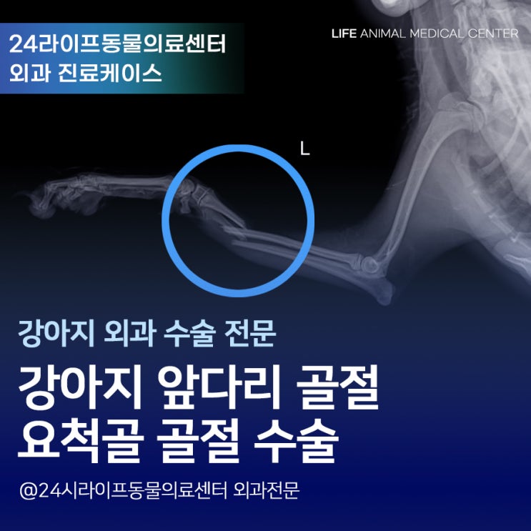 대구 외과 동물병원 강아지 앞다리 골절 수술 & 관리가 중요해요 대구 외과 동물병원 강아지 앞다리 골절 수술 & 관리가 중요해요