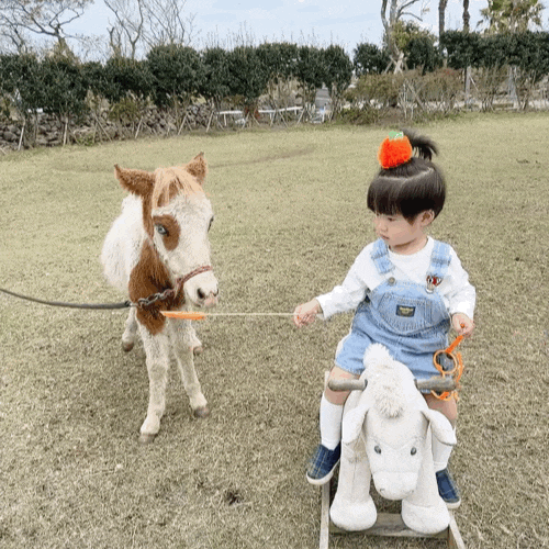  제주도 여행 2일차 아일랜드플라워, 연미정, 돌집식당, 상상나무 키즈펜션