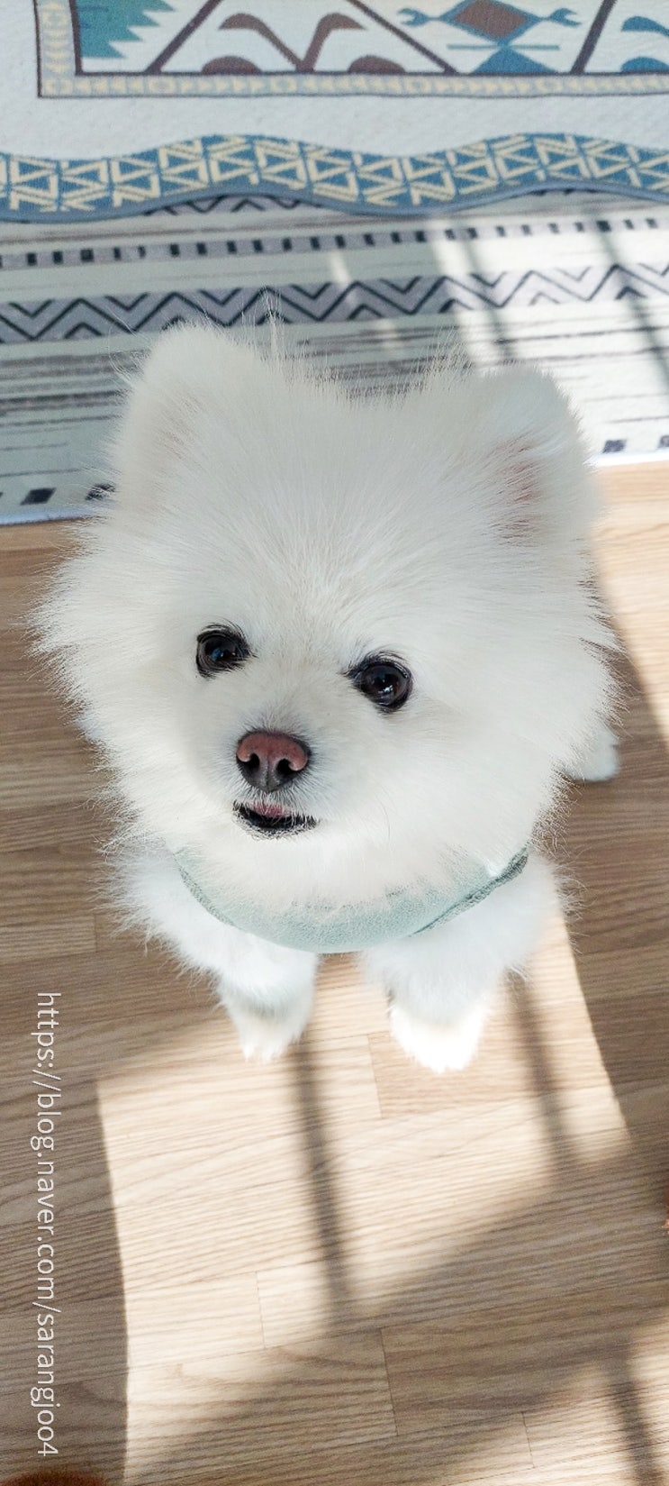  여섯살 포메라니안   쿵이   인사할게요.ㅎㅎ