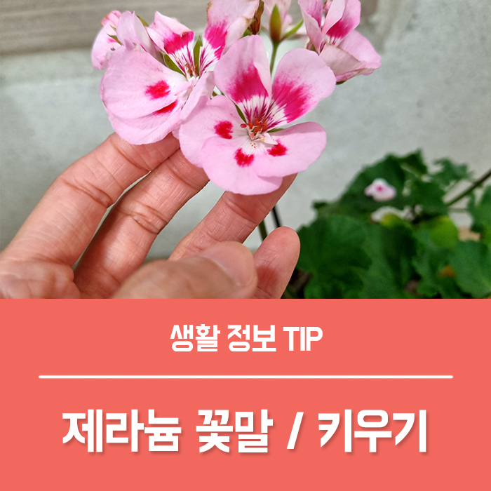  제라늄 꽃말 제라늄 씨앗 삽목, 제라늄 키우기 물주기