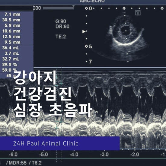  강아지 건강검진, 심장 초음파검사, 심장병 강아지 검진 & 분당 24시 폴 동물병원, 분당 24시 동물병원