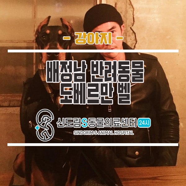 배정남 반려동물 도베르만 벨,급성 디스크 질환 : : 24시 구로 신도림 S동물의료센터 : :
