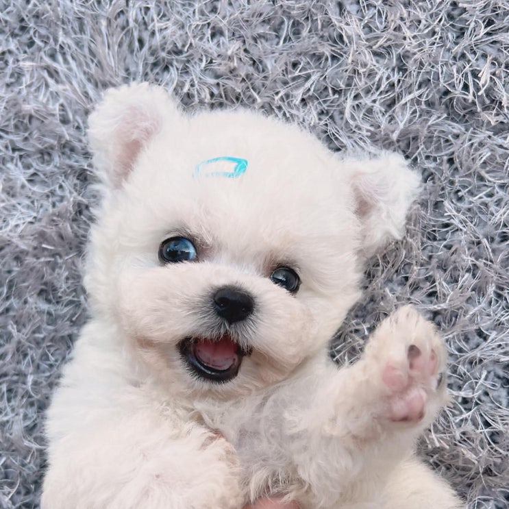  강아지키우는법 / 강아지질병 / 우리집 강아지가 거위소리를 자꾸만 내요/ 강아지 기관지 협착증 증상 / 강아지 기관지 협착증치료