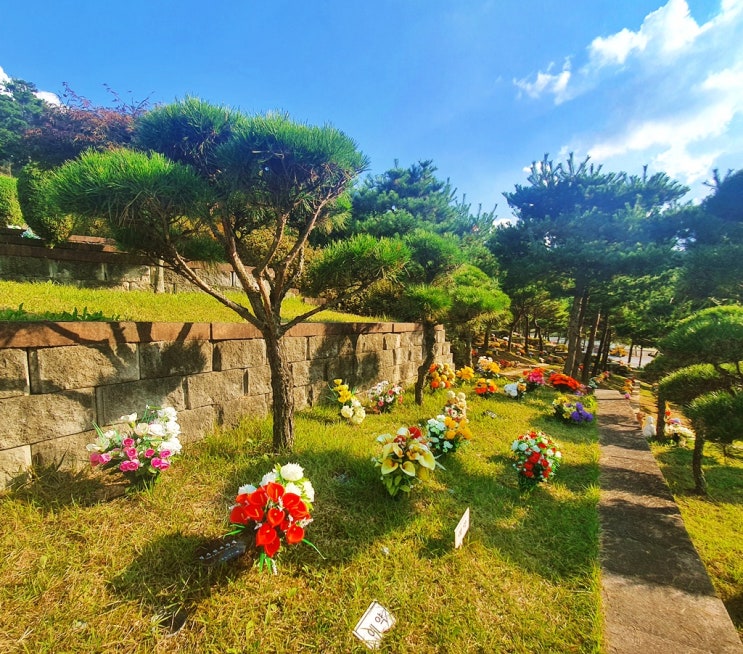  수목장 나무 종류와 유의점