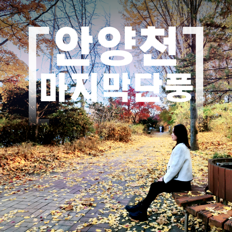 안양천 가을 마지막 단풍 은행나무 갈대 핑크뮬리 위치 안양천 가을 마지막 단풍 은행나무 갈대 핑크뮬리 위치