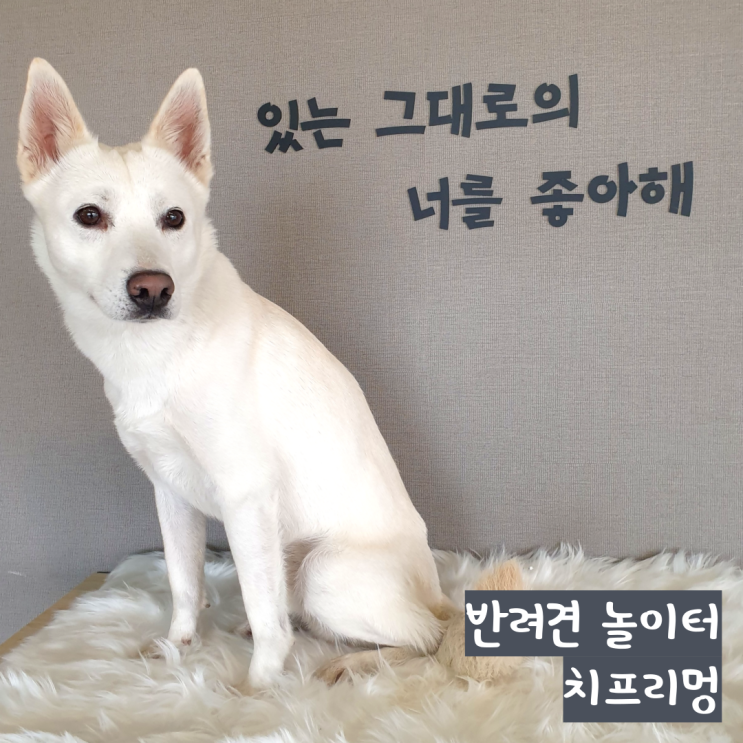 치프리멍 관리 잘 되는 천연 잔디 강아지 놀이터 치프리멍 관리 잘 되는 천연 잔디 강아지 놀이터