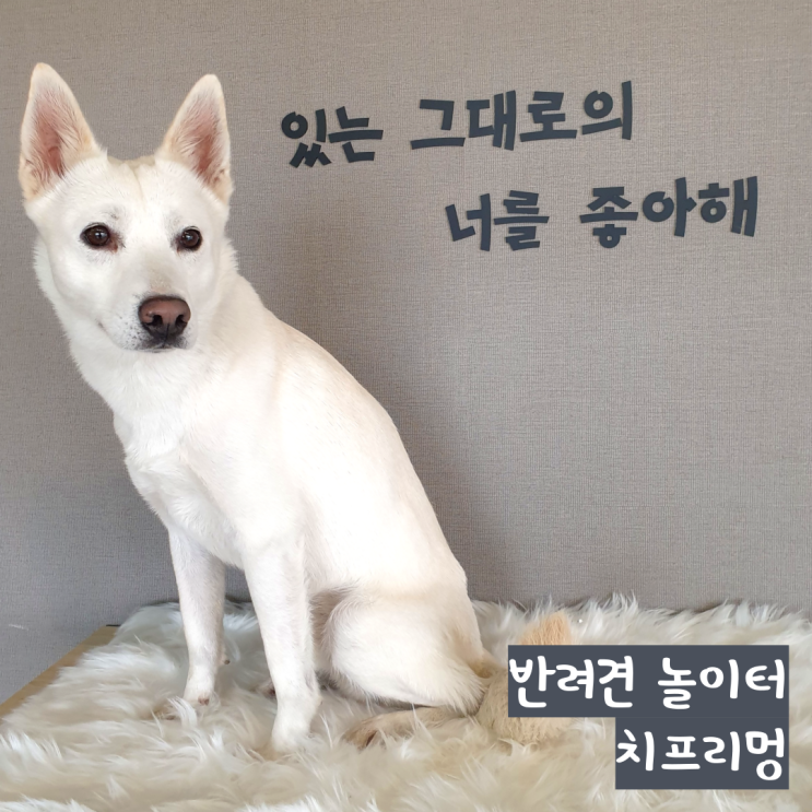 치프리멍 관리 잘 되는 천연 잔디 강아지 놀이터