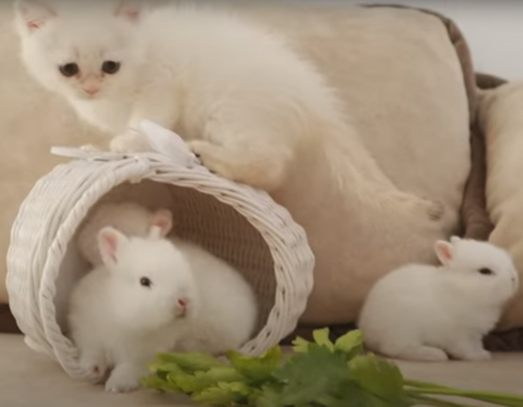  토끼와 고양이 좋아하세요? 아기토끼의 성장기 Teddy Bunnies