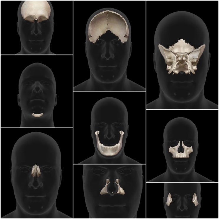 뇌머리뼈(Neurocranium), 얼굴뼈(Facial bone) : 갯수, 구조