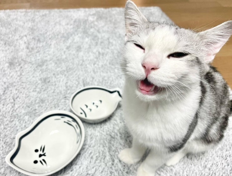  고양이 식기 추천, 퍼르르펙트 세라믹식기️