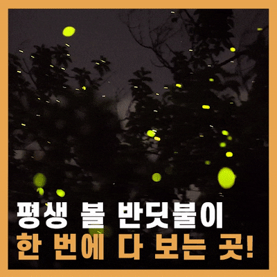  반딧불이가 만든 크리스마스 트리....!!! 보홀 반딧불이 투어