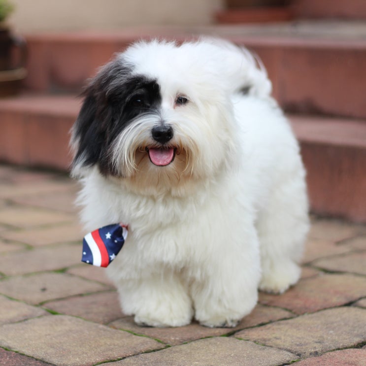  [강아지종류] #10 꼬똥 드 툴레아(Coton de Tulear) 정보 / 성격, 특징