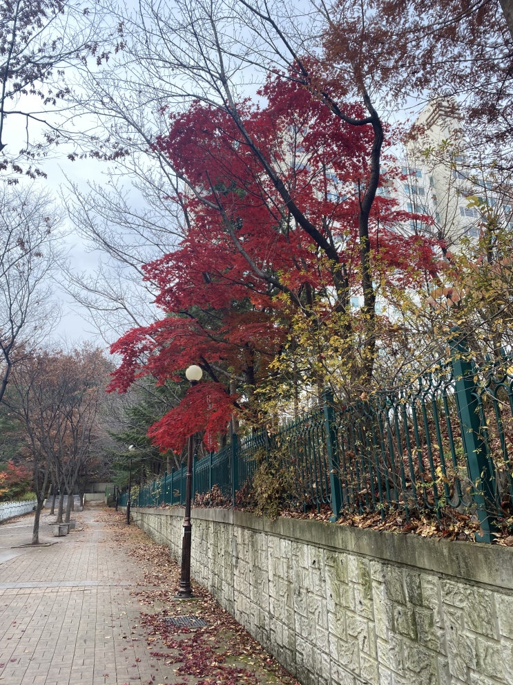  새로운 정착지의 가을을 보내며.. (ft. 낙엽을 치우는 방법에 대한 생각)