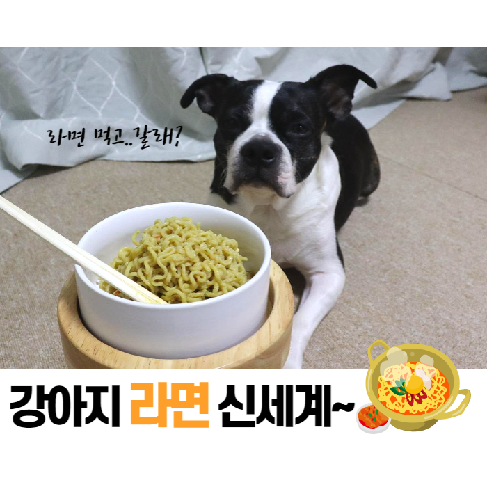  라면 먹고 갈래? 강아지 전용 안심댕면 내돈내산 후기