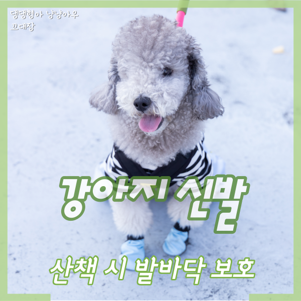  강아지 신발 산책 시 발바닥 보호, 다회용 애견신발