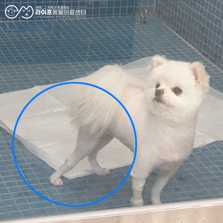 대구강아지슬개골탈구4기수술 포메라니안 선천성 탈구 교정 대구강아지슬개골탈구4기수술 포메라니안 선천성 탈구 교정