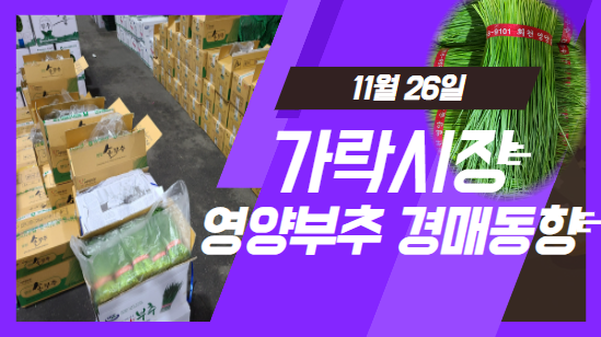 [경매사 일일보고] 11월 26일자 가락시장 "영양부추" 경매동향을 살펴보겠습니다!