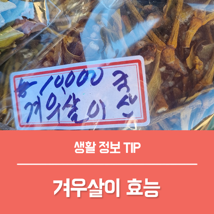 나만 알고픈 겨우살이 효능 5가지 부작용은?