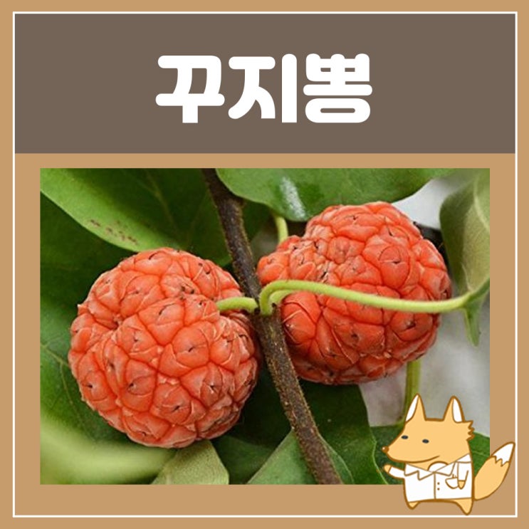  꾸지뽕나무효능 꾸지뽕 효능 구찌뽕 뿌리 열매 효능 먹는법 당뇨에 좋은 차