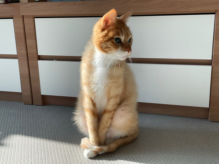  고양이 더위 탈 때 발바닥, 침흘림, 그루밍 증상(w. 쿨매트, 대리석)